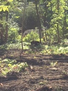 MWC Revelstoke Firewood