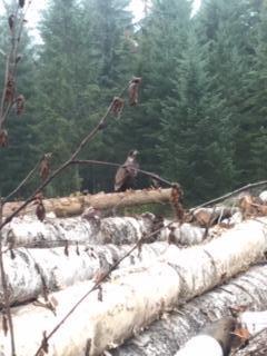 MWC Revelstoke Firewood