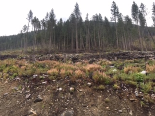 MWC Revelstoke Firewood